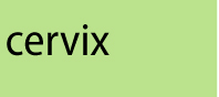 Text cervix